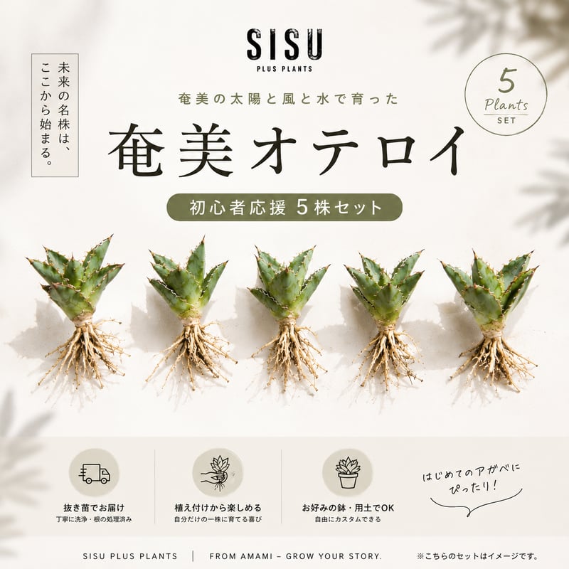 奄美育ちアガベオテロイ 実生苗 5株セット のコピー | SISU Plus Plants