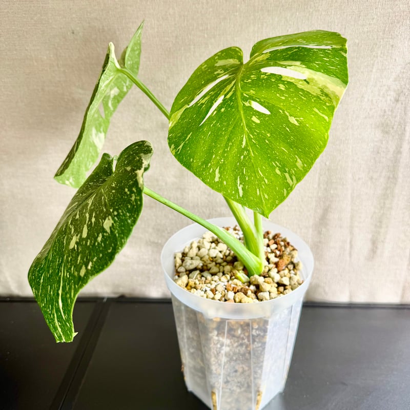現品発送】モンステラ タイコンステレーション｜Monstera Thai
