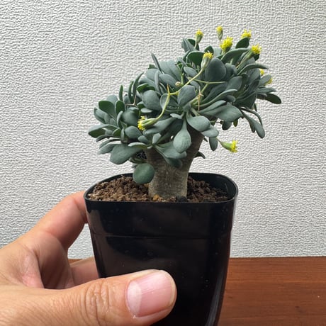 オトンナ | STORES