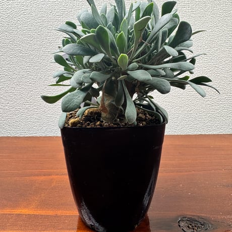 オトンナユーフォルビオイデス | STORES