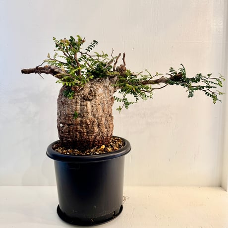 オペルクリカリア | STORES