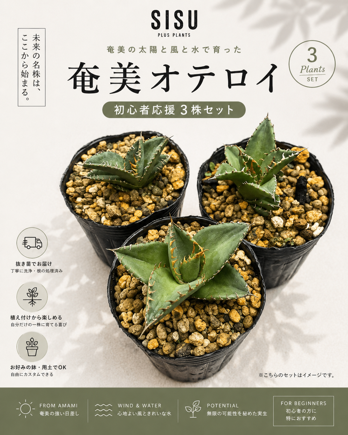 奄美育ちアガベオテロイ 実生苗 3株セット | SISU Plus Plants