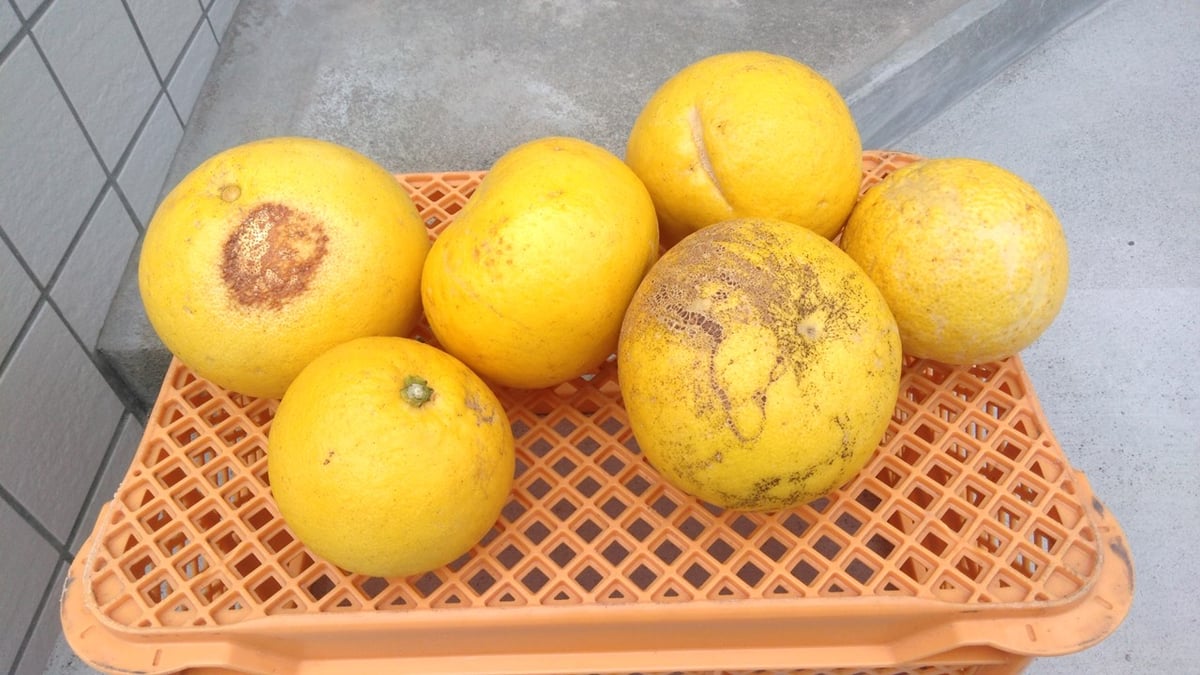 土佐文旦 家庭用訳あり品 大小混合 Lサイズ以上、上限なし 3kg(5個前後