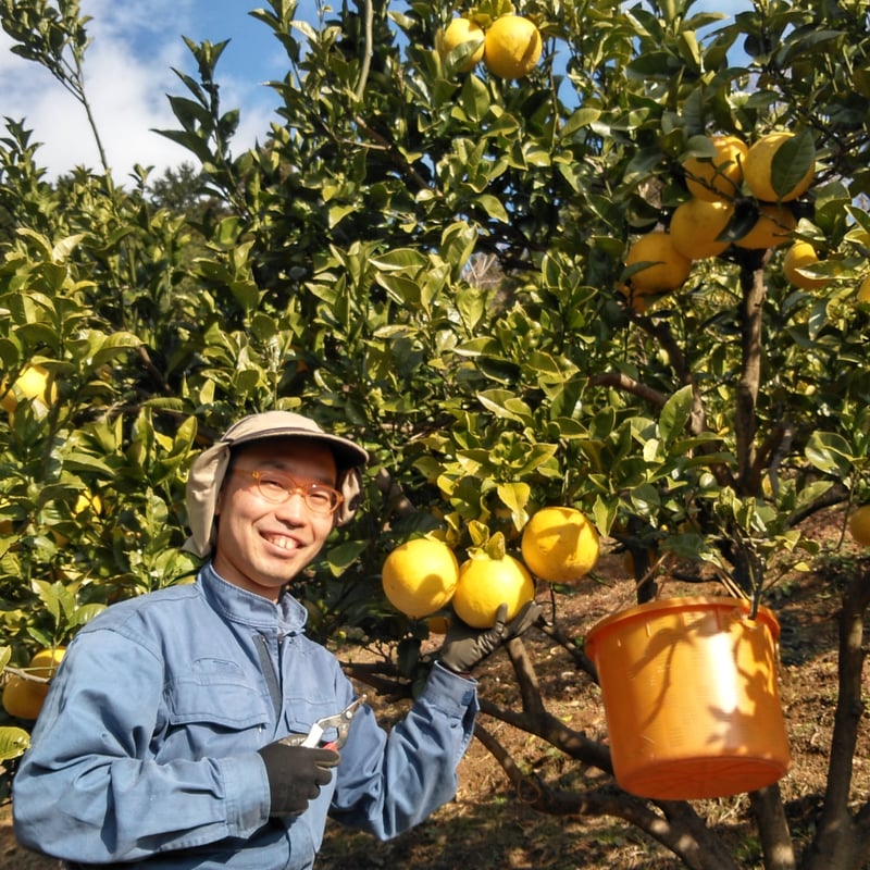 土佐文旦 家庭用訳あり品 大小混合 Lサイズ以上、上限なし 3kg(5個前後