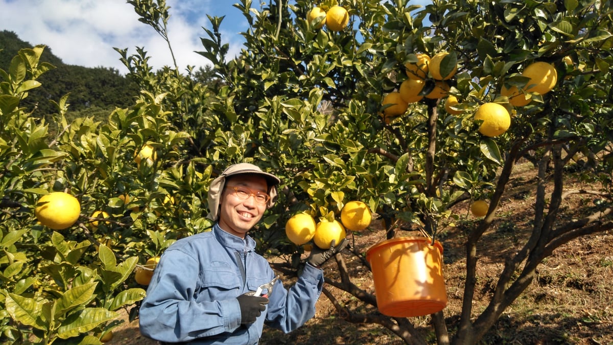 土佐文旦 家庭用訳あり品 大小混合 Lサイズ以上、上限なし 3kg(5個前後