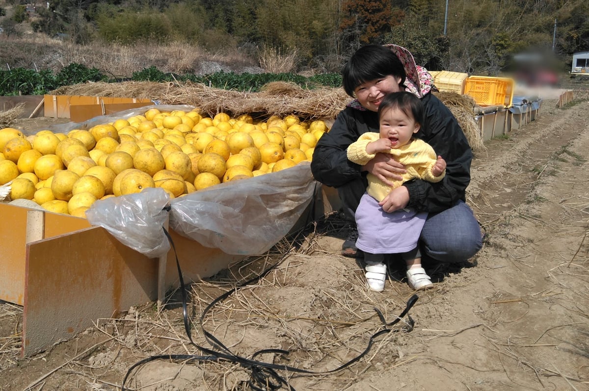 土佐文旦 家庭用訳あり品 大小混合 Lサイズ以上、上限なし 3kg(5個前後