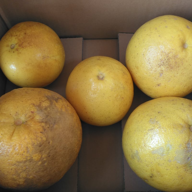 土佐文旦 家庭用訳あり品 大小混合 Lサイズ以上、上限なし 3kg(5個前後