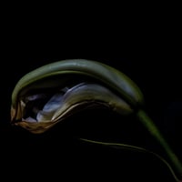 In the flowerpot in the room in the dark 008