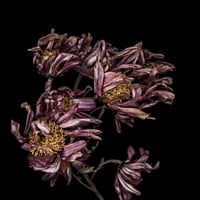 In the flowerpot in the room in the dark 004