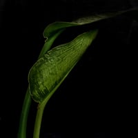 In the flowerpot in the room in the dark 006