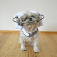 【5days】マフィンズヘイロー