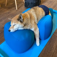 【２weeks】リラクッションLサイズ