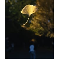 Fall