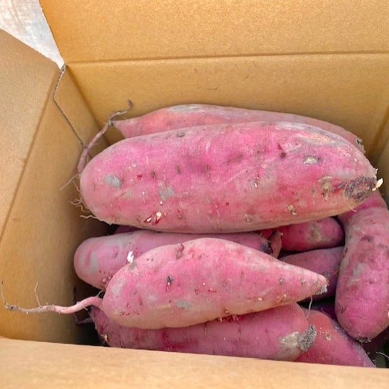 熟成】紅はるか【土付き】サイズ混合4㎏ 予約販売 | 吉田農場