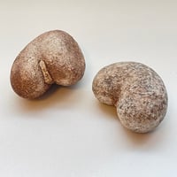 バオバブの種