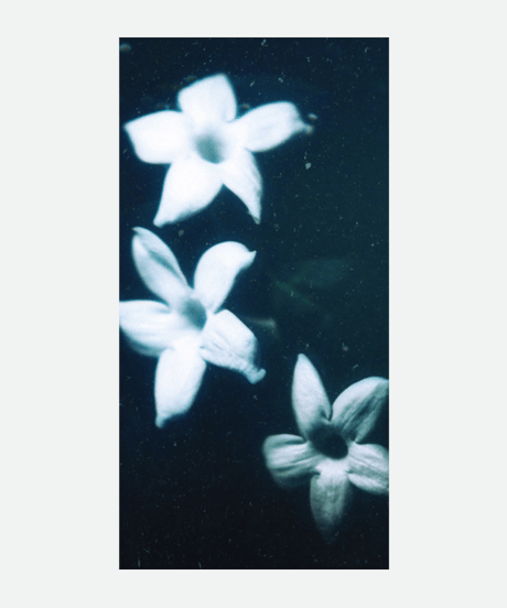 Night Jasmine｜Diffuser Refill 100ml