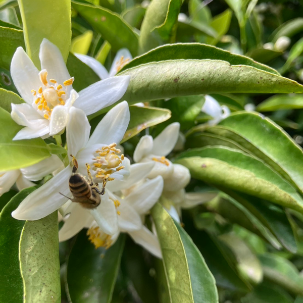 とれたて／伊豆産みかんの蜂蜜260g | HONEY MELISSA