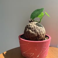 人気塊根植物　ステファニア　スベローサ　プラ鉢ピンクペイント