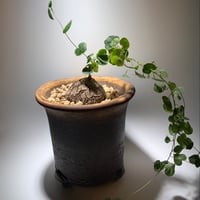 信楽焼　アフリカ亀甲竜