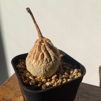 人気塊根植物　マテレア　シクロフィラ