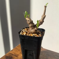 灌木系塊根植物　センナ　メリディオナリス発根済み