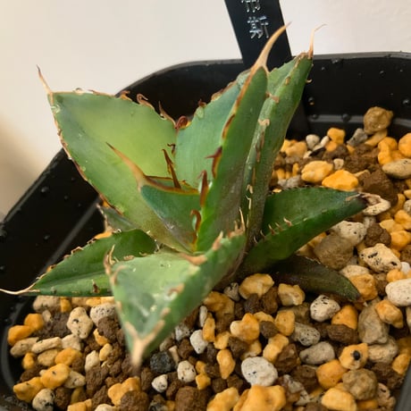 アガベチタノタ　ハデス黒帝斯子株　Agave