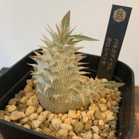 実生パキポディウム　ホロンベンセ