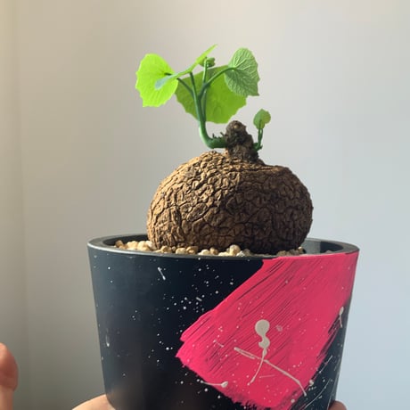 塊根植物　ステファニアスベローサ　ベタペイント