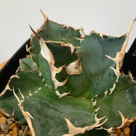 アガベチタノタ　SAD 南アフリカダイヤモンド　agave SAD