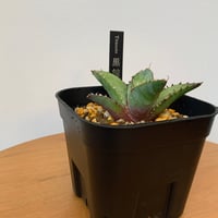アガベチタノタ　黒鯨子株　Agave black whale