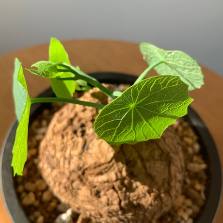 塊根植物　ステファニアスベローサ　ベタペイント