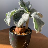 塊根植物　断崖の女王　プラ鉢(ネオングリーン）