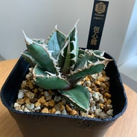 アガベチタノタ　包心龍　Agave Housinryu ②