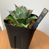 アガベチタノタ　白火焔ホワイトファイヤー　Agave White fire