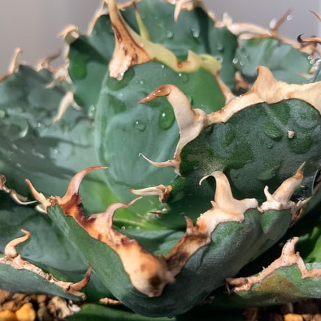 アガベチタノタ　白鯨　Agave Hakugei