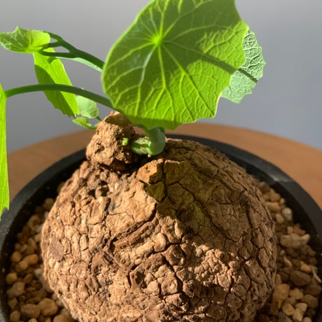 塊根植物　ステファニアスベローサ　ベタペイント