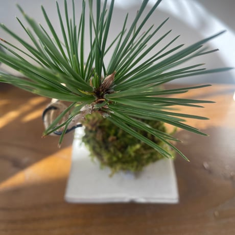 *１点もの*笠間焼　伊藤珠子作品　黒松苔玉