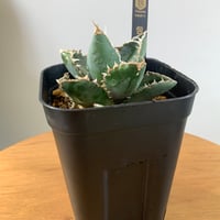 アガベチタノタ　包心龍　Agave Housinryu ①