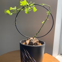 塊根植物　人気　亀甲竜
