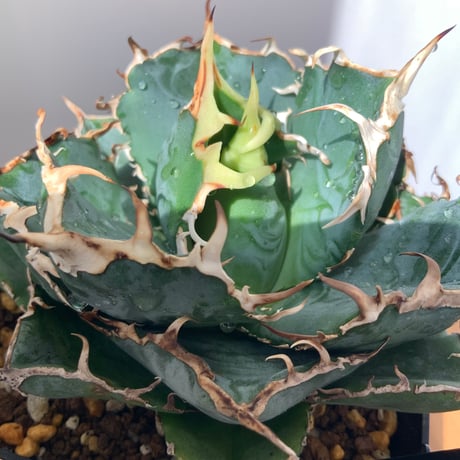 アガベチタノタ　白鯨　Agave Hakugei