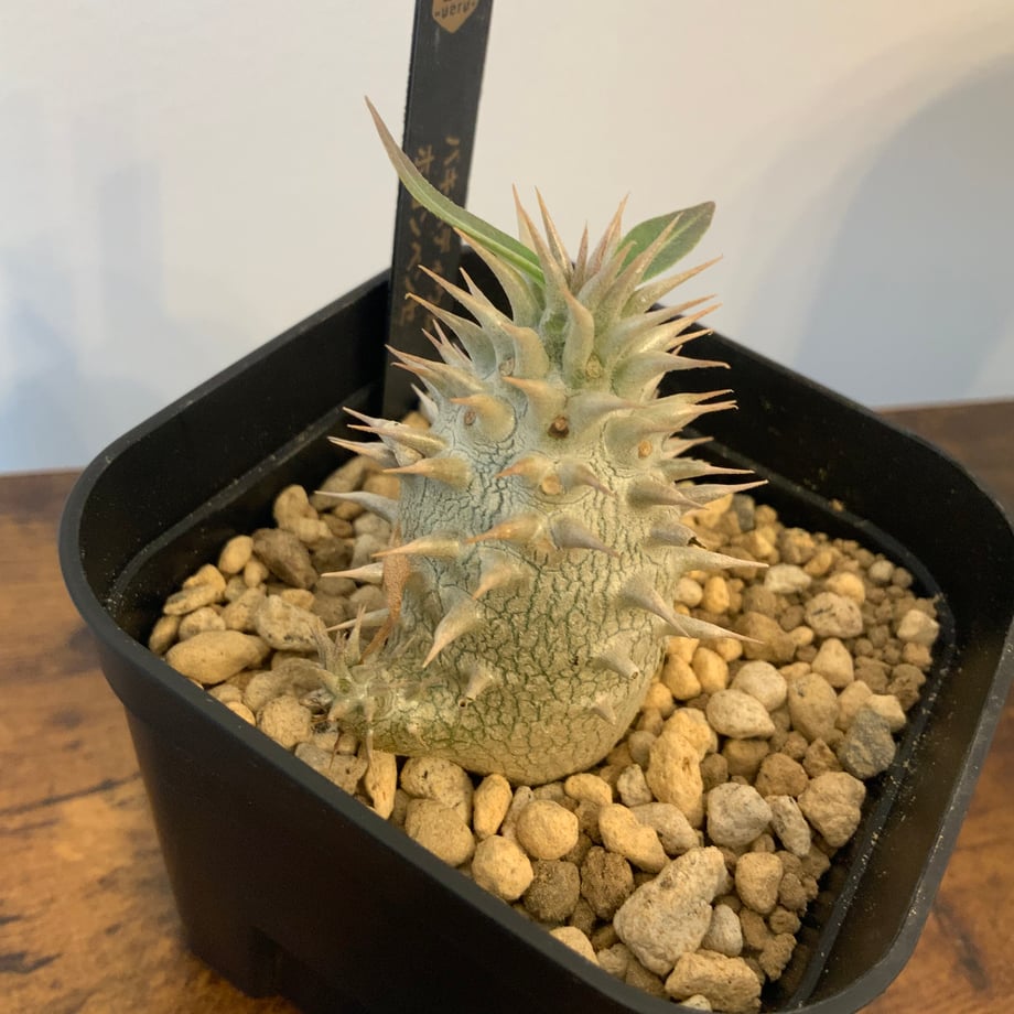 695de57f9300a9964d17a8f8