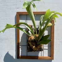 額縁に飾るビカクシダ P.hillii Bahia　ヒリーバヒア　コルク板付