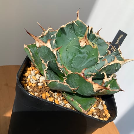 アガベチタノタ　白鯨　Agave Hakugei