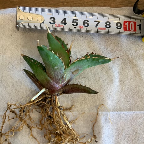 アガベチタノタ　ハデス黒帝斯子株　Agave