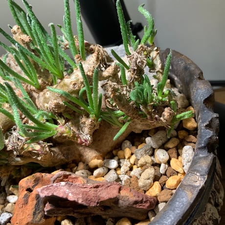 ハビタットスタイル　陶芸家保田修作　粉引鎬蒼鉢　フィロボルスレスルゲンス発根済み