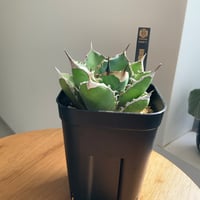 アガベチタノタ　菩提　Agave bodai