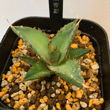 アガベチタノタ　ハデス黒帝斯子株　Agave
