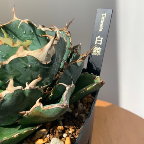 アガベチタノタ　白鯨　Agave Hakugei