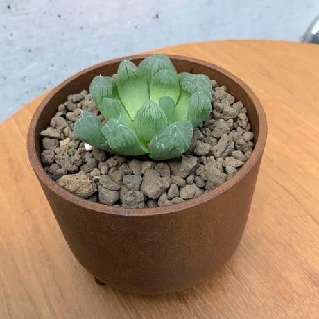 大貫タツヤ作品　鉄鉢　ハオルチア　オブツーサ