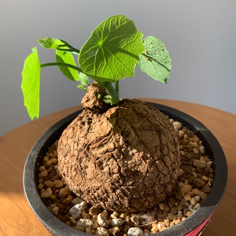 塊根植物　ステファニアスベローサ　ベタペイント